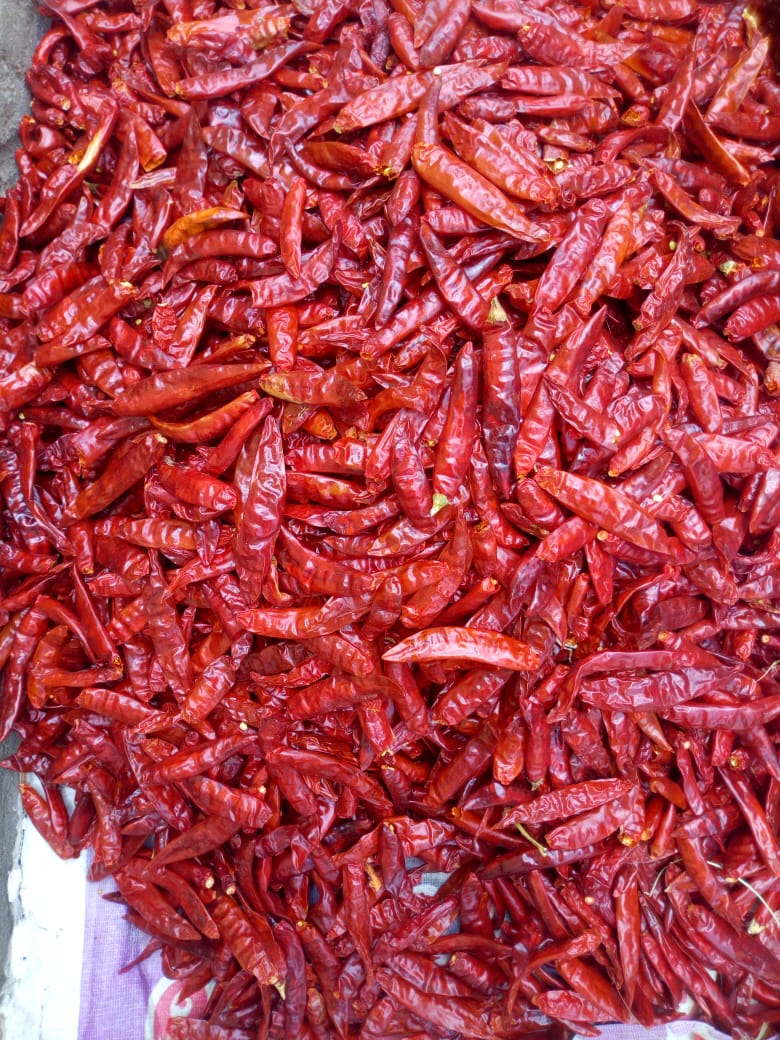 dry red chilli