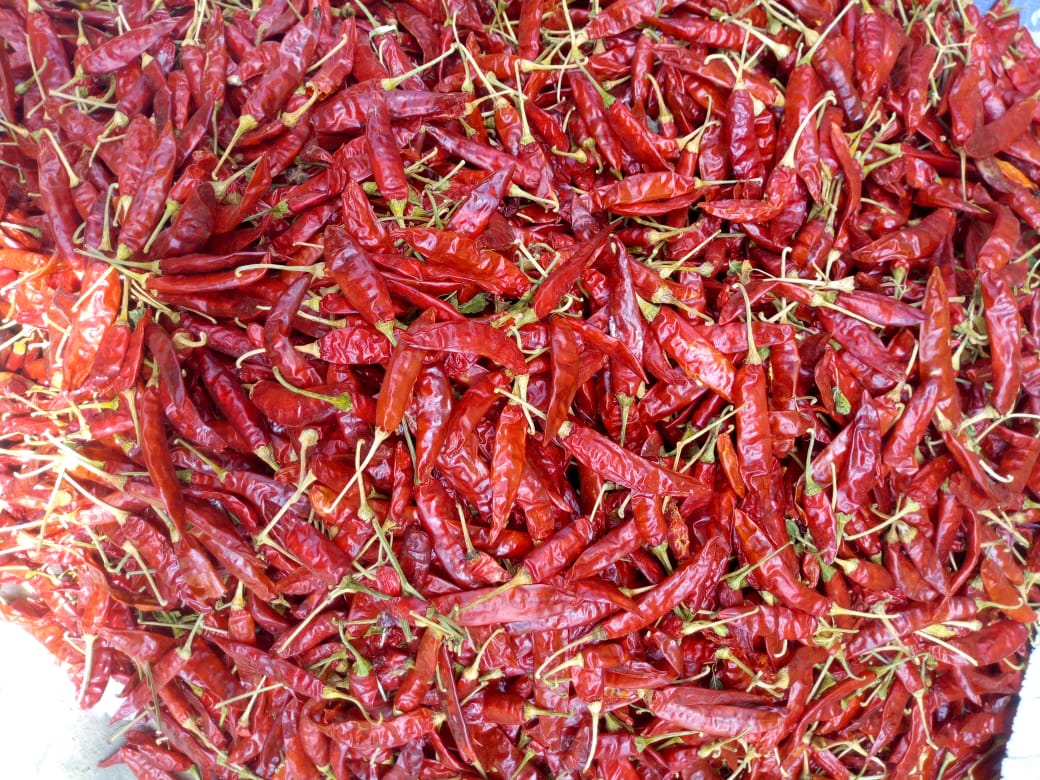 dry red chilli