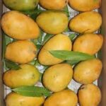Mangoes export