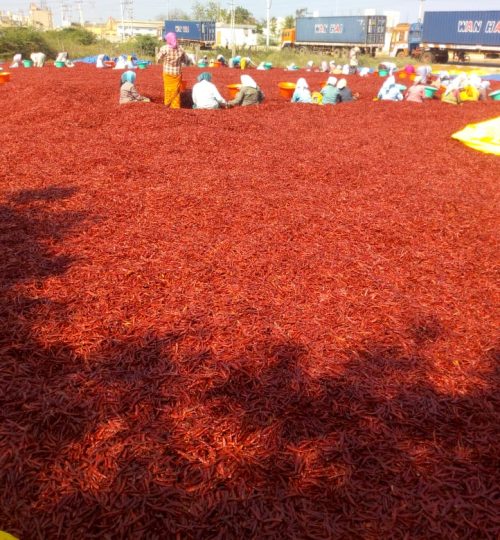 dry red chilli
